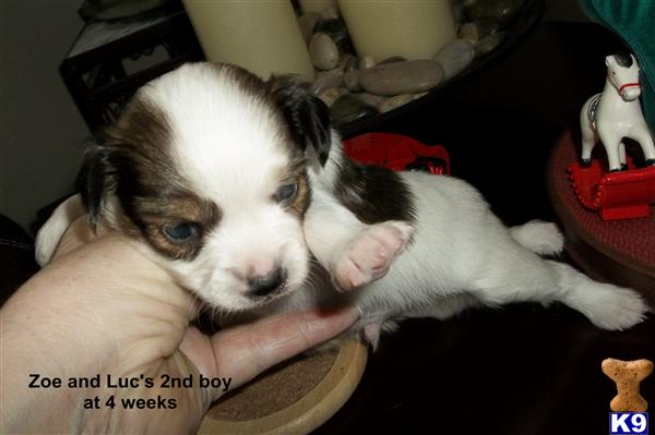 Puppies in MA